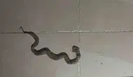 Siirt Kurtalan’da yılanlar apartman boşluklarına kadar girdi