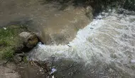 Vanlılar bu yıl şehir merkezinde balık göçü izliyor