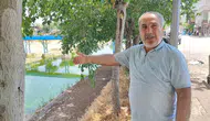 Adanalıların sinek isyanı Evlerde pencere açamaz hale geldik