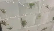 Adıyaman’da çekirge kaçıran yabancı uyruklu 3 kişiye dev ceza