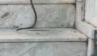 Antalya’da kedinin yılanla tehlikeli oyununa şahit oldular