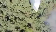 Manisa Soma’daki orman yangını söndürüldü