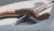 Elazığlı çiftçinin traktördeki yılan arkadaşlığı