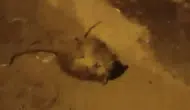 Batman sokaklarında farelerin ilginç kavgası izleyenleri gülümsetti