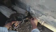 Hatay'da korkutan yılan paniği Yılancı Kemal devreye girdi