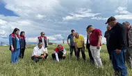 Kars’ta dolu yağışı tarlaları vurdu