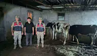 Kilisli gencin kayıp hayvanlarını jandarma arazide buldu