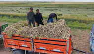 Aksaray’ın şifalı sarımsağı dünyaya ihraç ediliyor