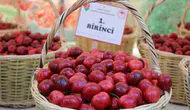 Amasya bahçelerinde en iyi kirazlar altınla ödüllendirildi