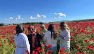 Elazığ yolunda doğal gelincik tarlası fotoğrafçılara kapılarını açtı