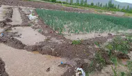 Malatya’da aniden bastıran dolu mahsulü vurdu