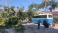 Osmaniye meydanında dev ağaç otobüsün üzerine devrildi