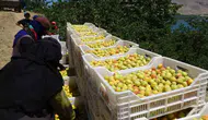 Malatya kayısısında hasat dönemi başladı