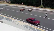 Tekirdağ yolunda başıboş atlar tehlike saçtı