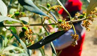 Salihli'de zeytin bahçeleri için acil ilaçlama uyarısı