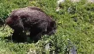 Ardahan’da ayının pençesinden kurtulan domuz köy yolunda görüntülendi