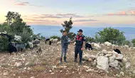 Gülnar'da kaybolan 40 koyun dron yardımıyla bulundu
