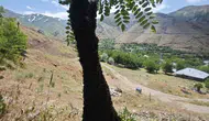 Elazığ’da binlerce arı akasya ağacını ağırlığıyla aşağı çekti