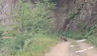 Sinop Zindan Dağı yolunda sürpriz ayı ailesi