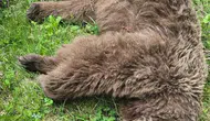 Artvin’de ayı saldırısına uğrayan köylü nacakla hayatını kurtardı