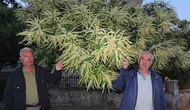 Burhaniye sokaklarını kestane ağaçlarının kokusu sardı