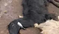 Adana'da besicinin kabusu Bir günde 76 hayvan telef oldu