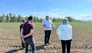 Çorum'da mor soğan tarlaları mercek altında