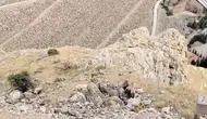 Keban yamaçlarında yaban hayatı şöleni