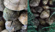 Kapıkule'de kaçak deniz ürünü taşıyan sürücüye ağır fatura
