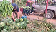 Gazipaşalı çiftçiden 10 tonluk dev bağış