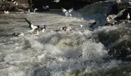 Van Gölü’nde inci kefallerinin uçuşu başladı