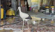 Karabükte dükkana sığınan leylek kurtarıldı