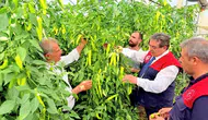 Mersin seralarında kapya biber mesaisi