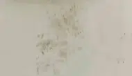 Rize’deki yaylada bir ayı 20 evi talan etti