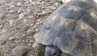 Edirne sokaklarında kaplumbağa ile sohbet eden belediye işçisi