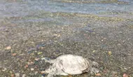 Ula sahilinde kıyıya vuran Caretta Caretta bulundu