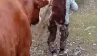 Amasya'da duygulandıran kurtarma operasyonu