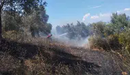 Burhaniye zeytinliklerinde yangın alarmı
