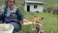 Ardahan yaylasında tilkiyle sıra dışı öğle yemeği molası