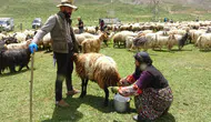 Yüksekova'da berivanlar gün ağarmadan yayla yoluna düşüyor