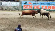 Ayder yaylasında boğalar arenaya çıktı