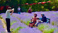 Balıkesir'de Lavanta Hasadı Festival Coşkusuyla Kutlandı