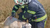 Tavas’ta kuyuya düşen sürü itfaiye operasyonuyla kurtarıldı