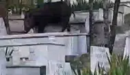 Karabük mezarlığında şaşırtan yaban domuzu sürprizi