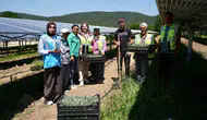 Samsun’da güneş panellerinin gölgesinde tarım dönemi başladı