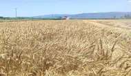 Söke Ovası’nda buğday hasadı tüm hızıyla devam ediyor