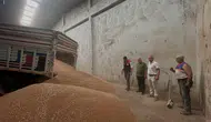 Koçarlı çiftçisi hasat dönemini açtı