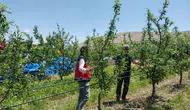Niğde’de dolu yağışı tarlaları vurdu