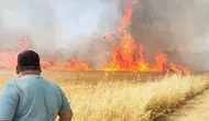 Harran ovasında hasat bekleyen buğdaylar alevlere teslim oldu