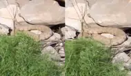 Hakkari dağlarında zehirli engerekle burun buruna geldiler